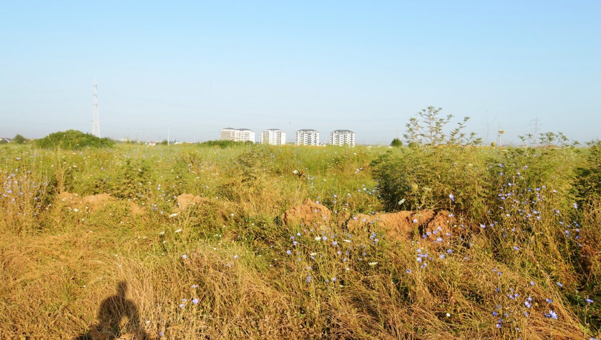 6-CRSImobiliara-Agentie-Imobiliara-Oferta-Vanzare-Teren-Dobroesti